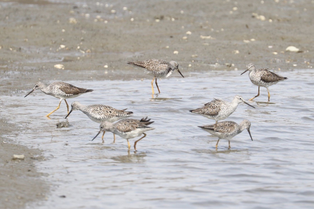 Greater Yellowlegs - ML634056591