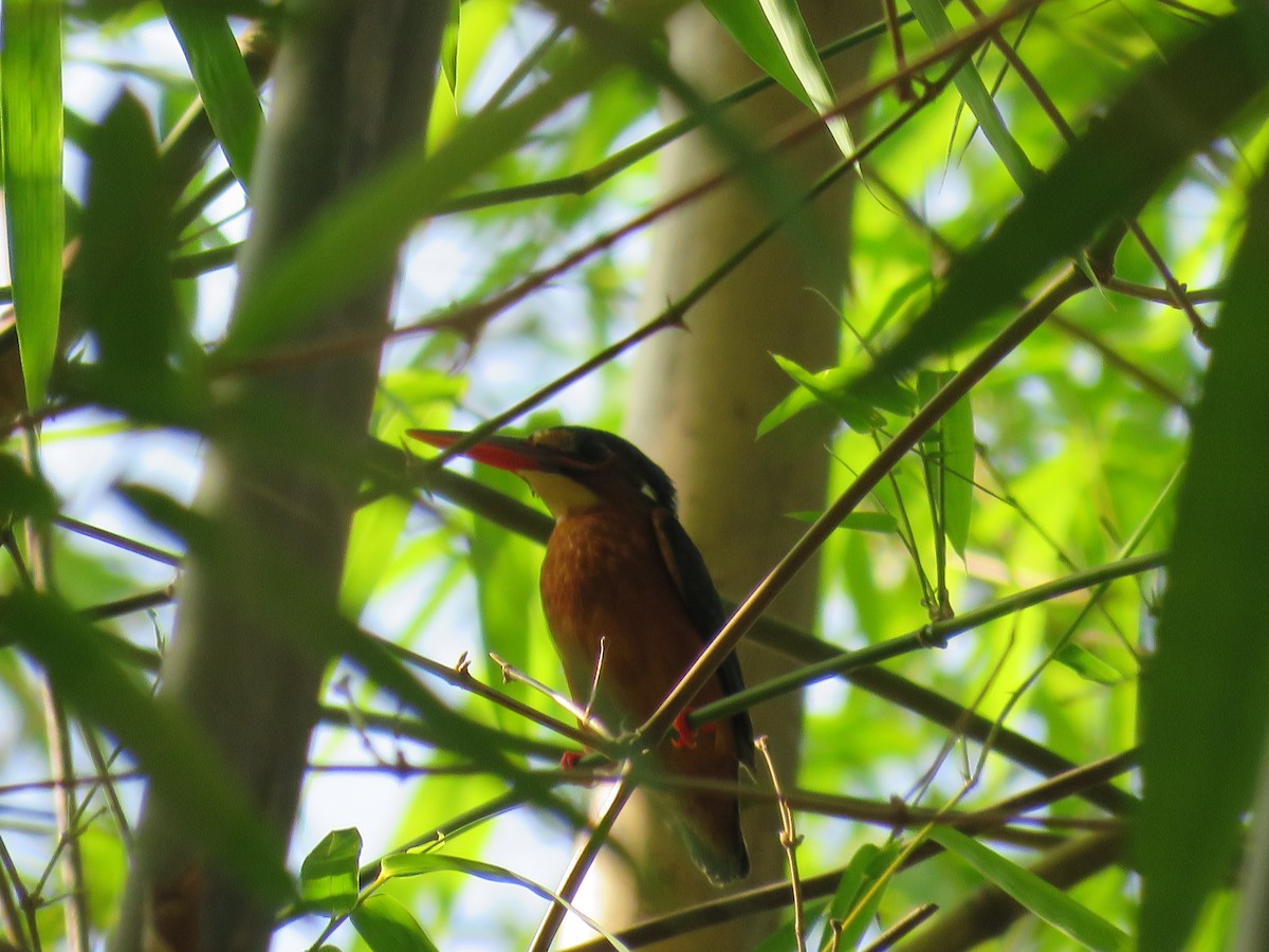 Blue-eared Kingfisher - ML634056599