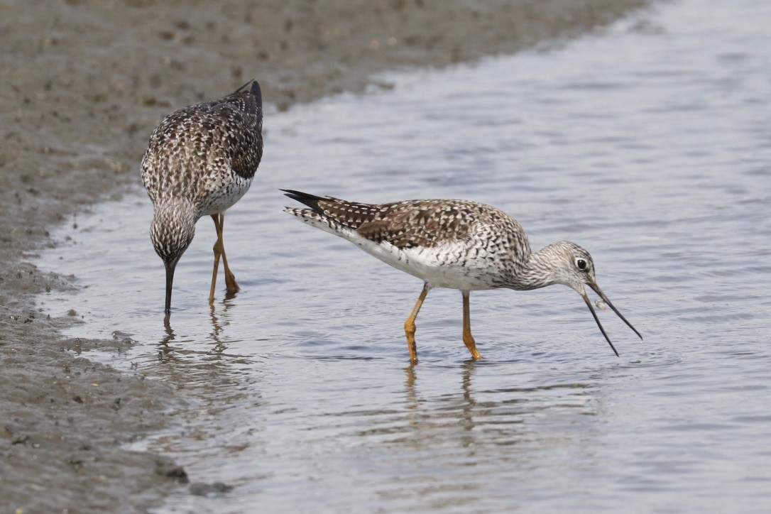 Greater Yellowlegs - ML634056604