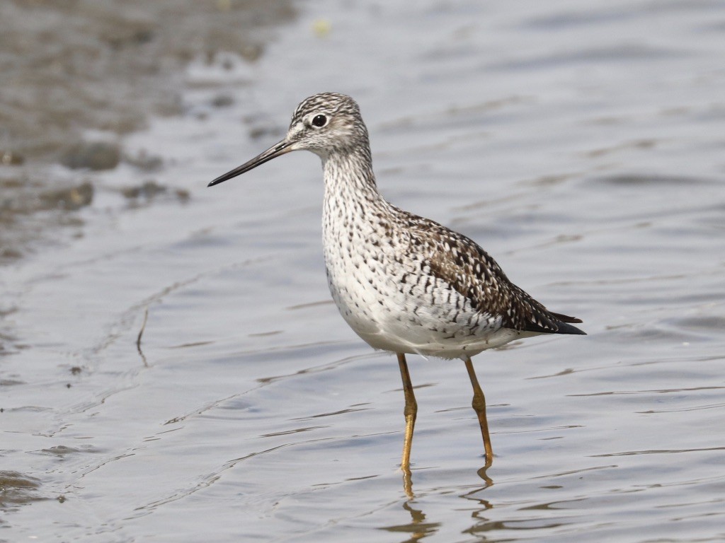 Greater Yellowlegs - ML634056606
