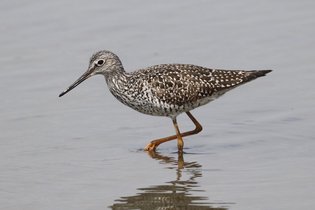 Greater Yellowlegs - ML634056608