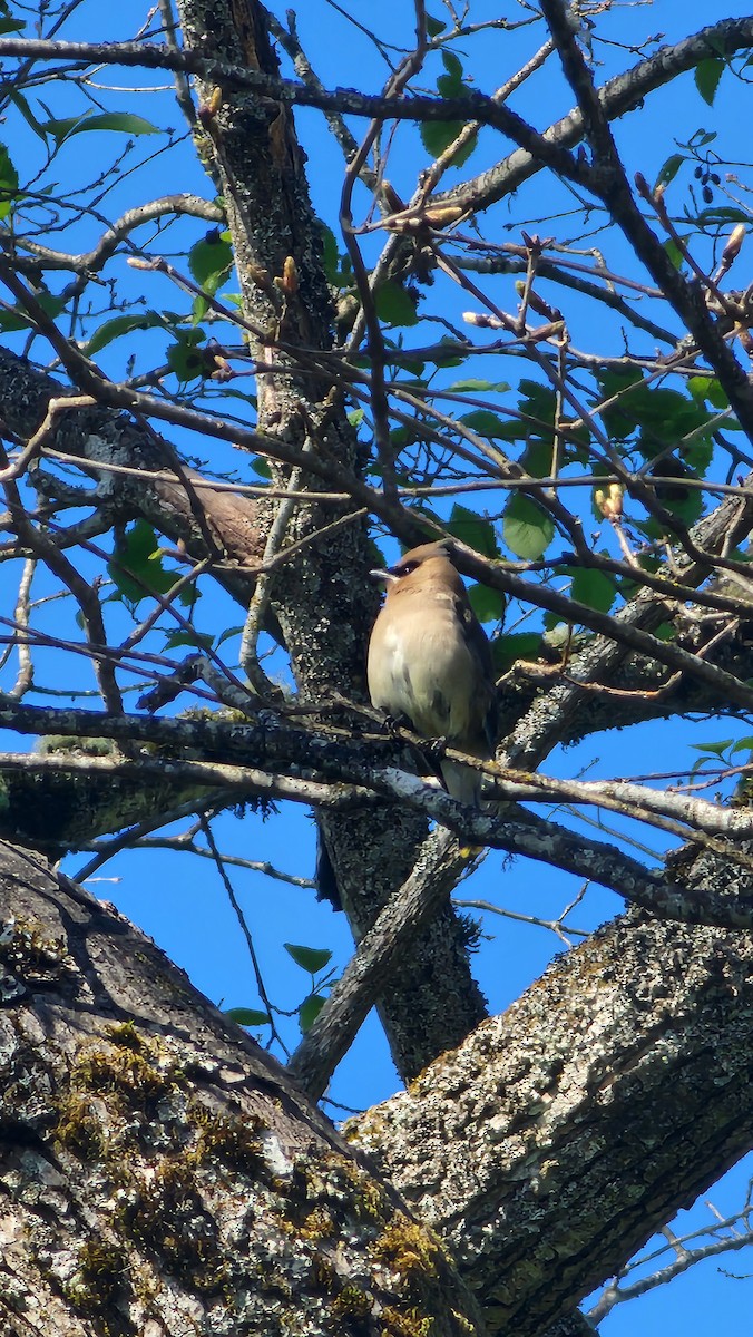 Cedar Waxwing - ML634056673