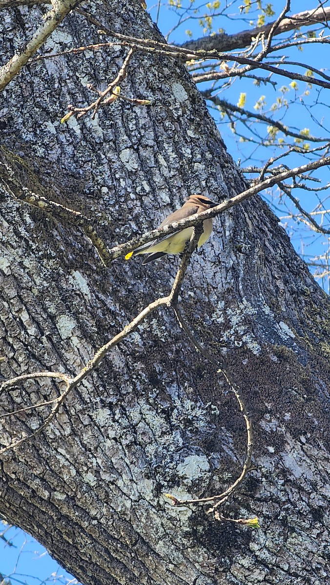 Cedar Waxwing - ML634056675