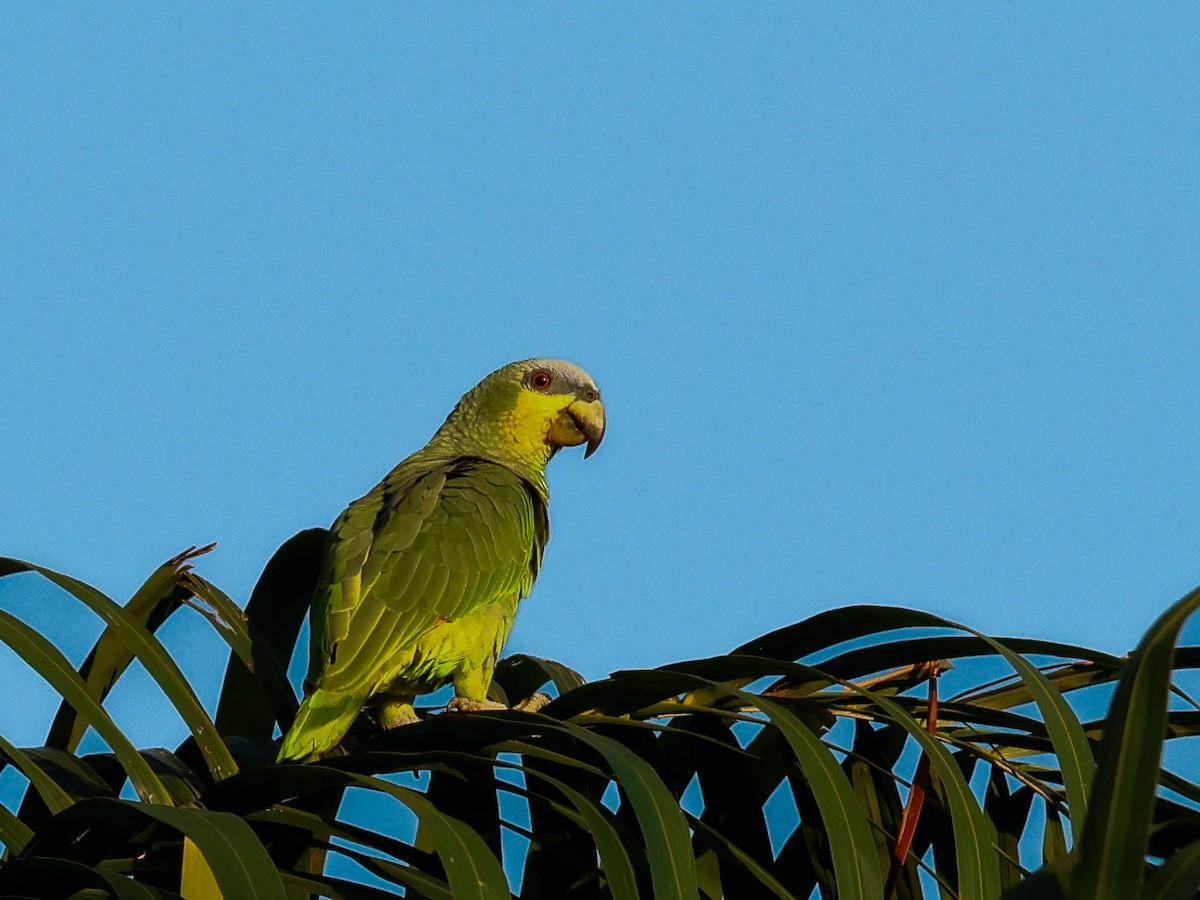 Orange-winged Amazon - ML634056918