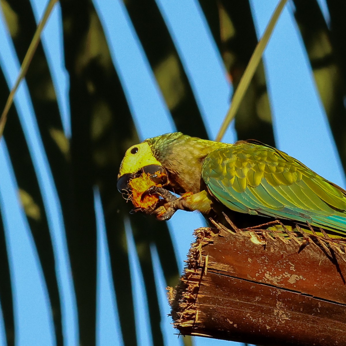 Red-bellied Macaw - ML634056946