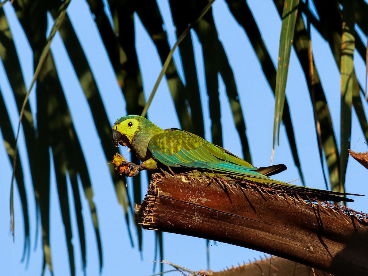 Red-bellied Macaw - ML634056947