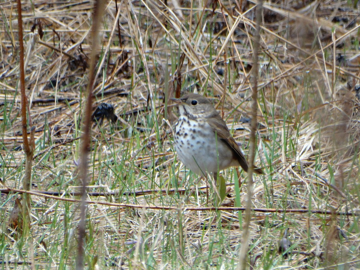 Hermit Thrush - ML634056950