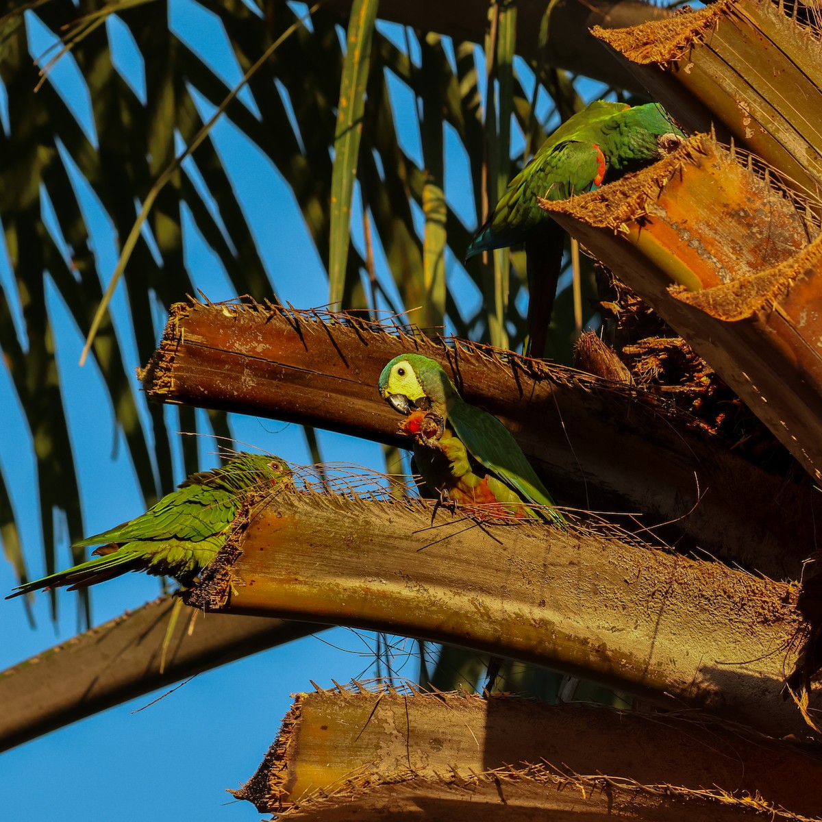 Red-bellied Macaw - ML634056956