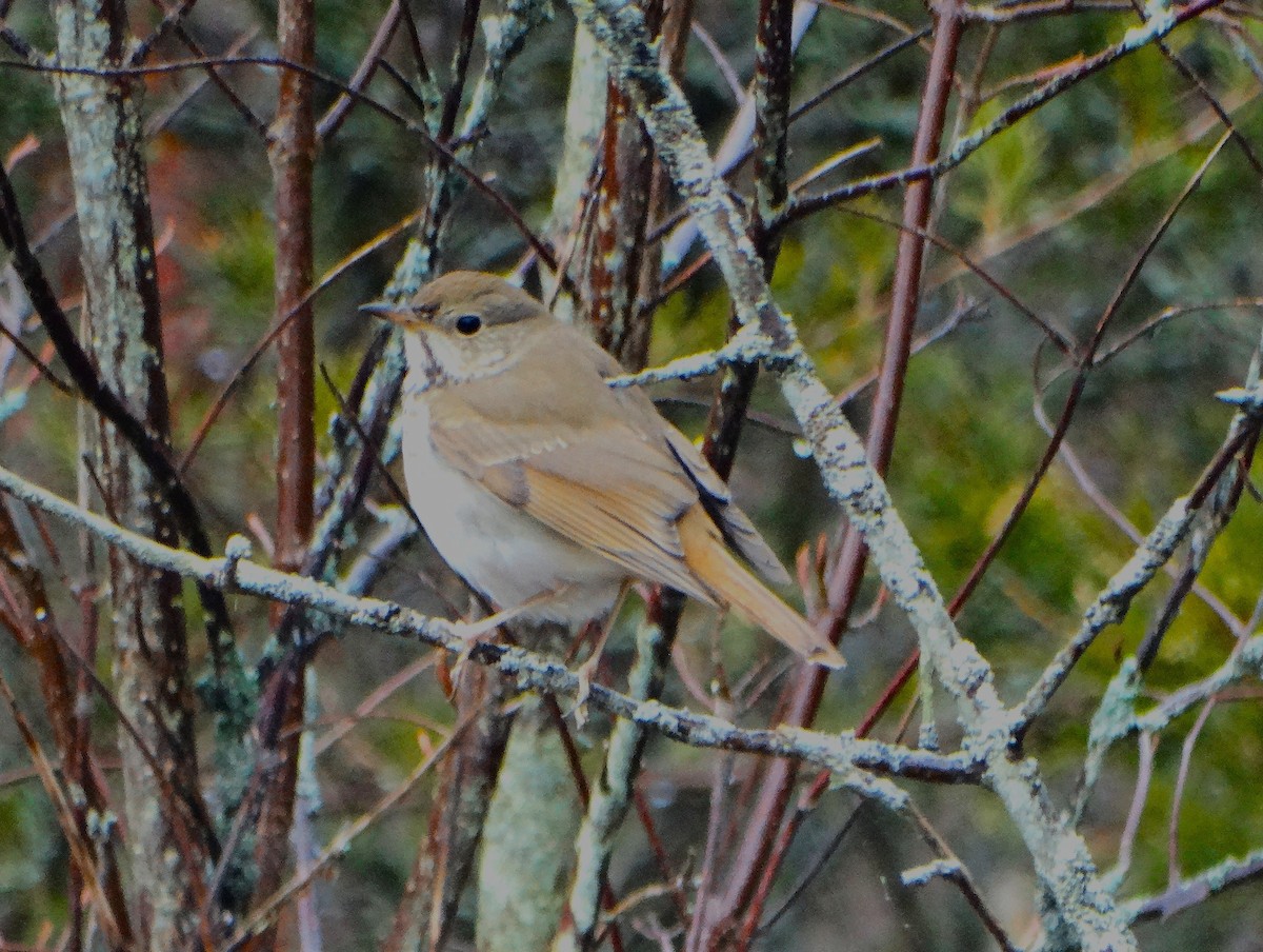 Hermit Thrush - ML634056959