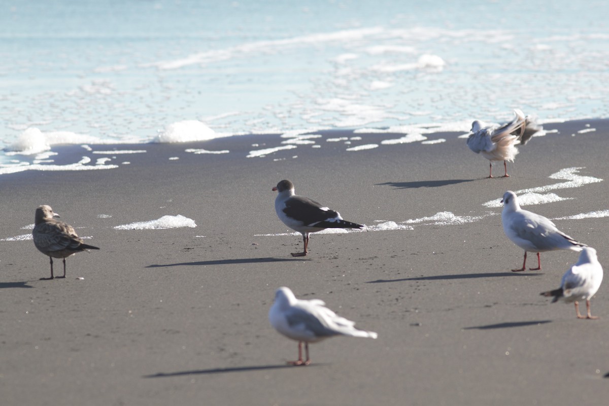 Dolphin Gull - ML634056964
