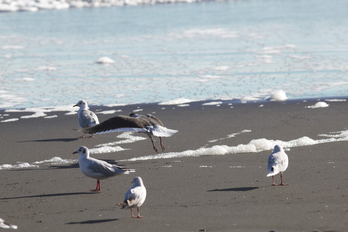 Dolphin Gull - ML634056965