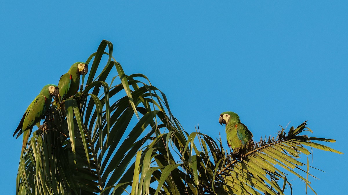 Chestnut-fronted Macaw - ML634056979