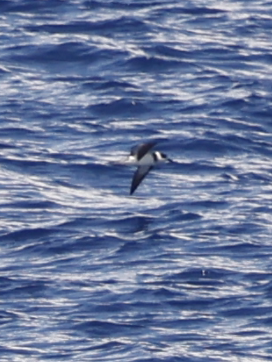 Vanuatu Petrel - ML634056986
