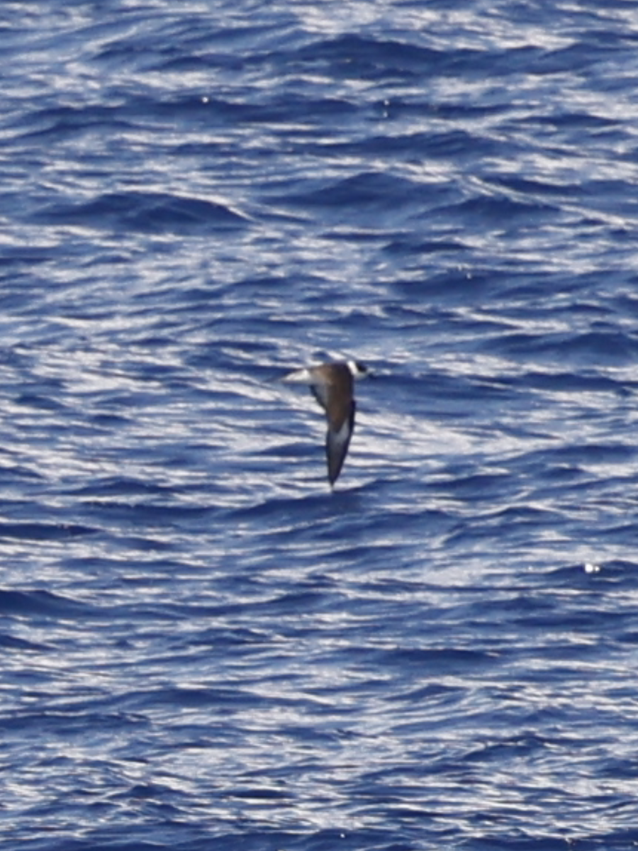 Vanuatu Petrel - ML634056987