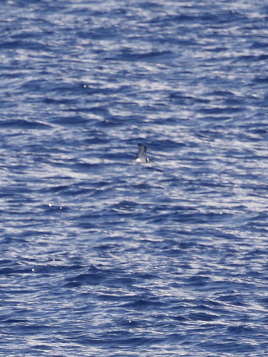 Vanuatu Petrel - ML634056988