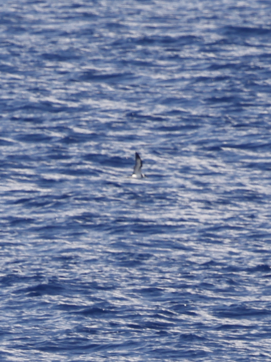 Vanuatu Petrel - ML634056989
