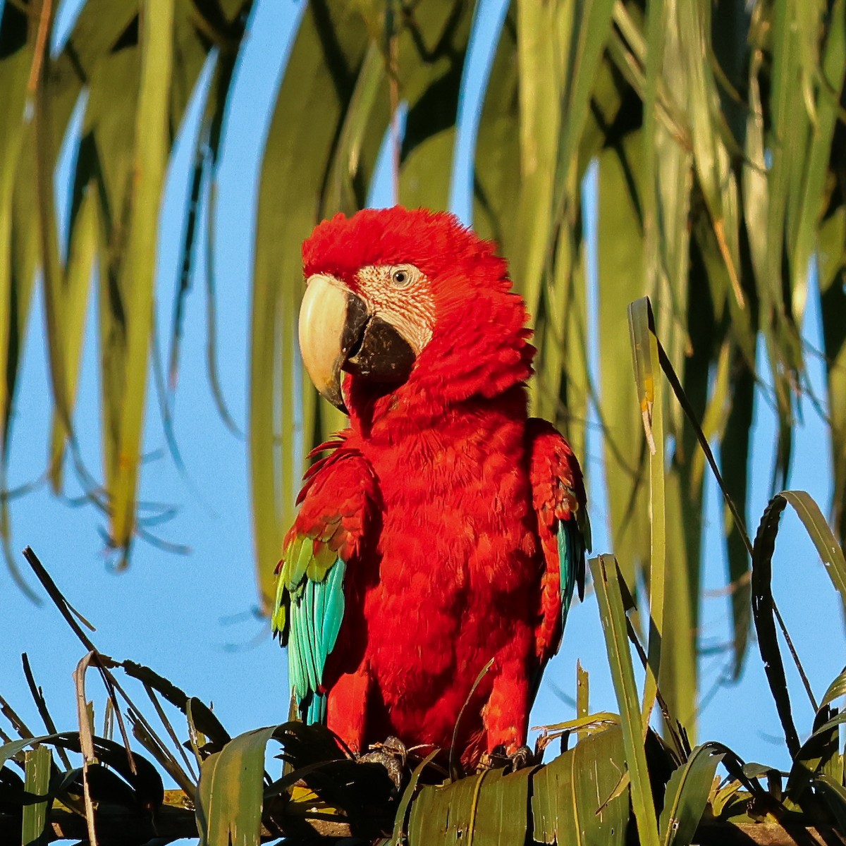 Red-and-green Macaw - ML634057004