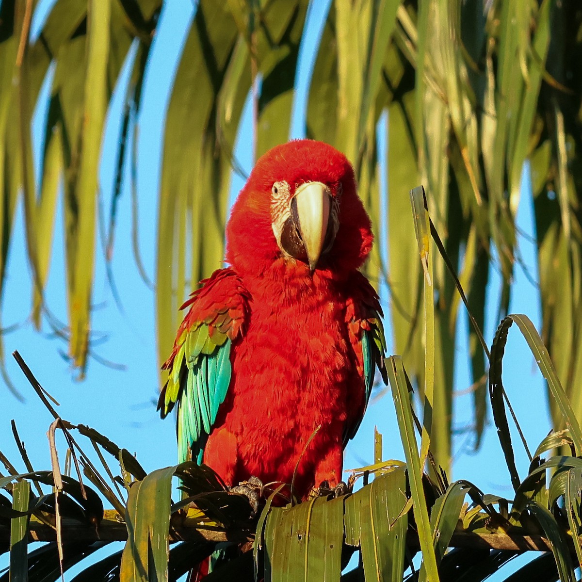 Red-and-green Macaw - ML634057005
