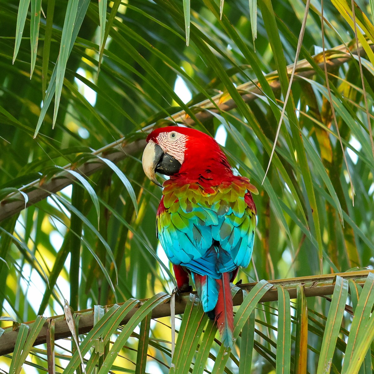 Red-and-green Macaw - ML634057006