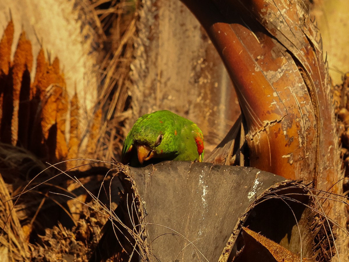 White-eyed Parakeet - ML634057015