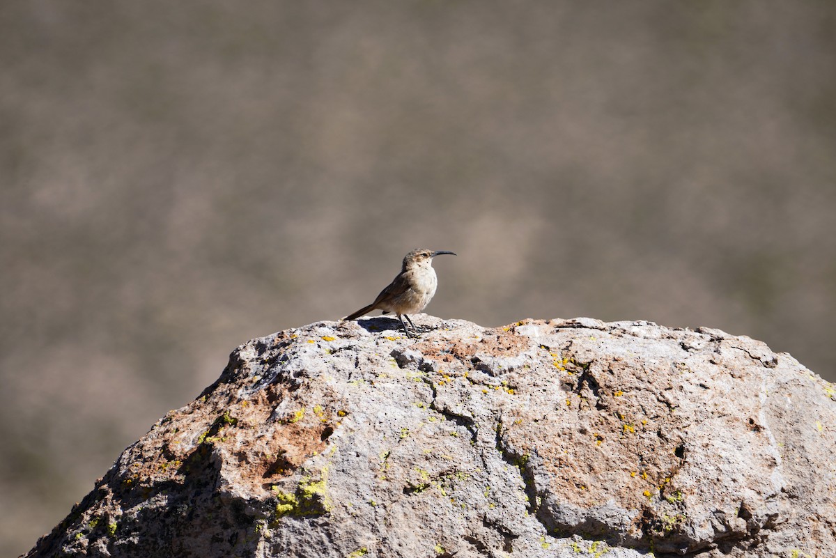 White-throated Earthcreeper - ML634057093