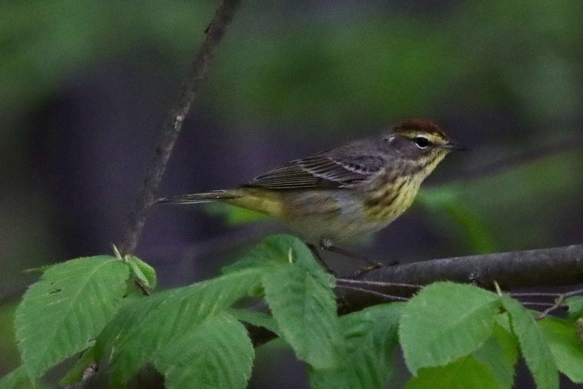 Palm Warbler - ML634057182