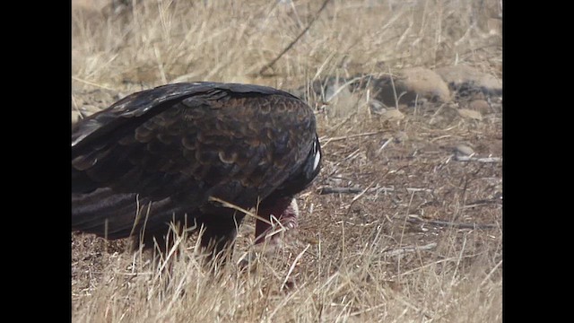 Turkey Vulture (Tropical) - ML634057209