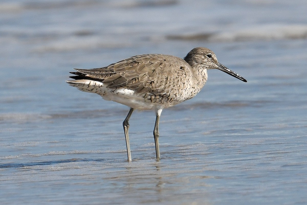 Willet (Western) - ML634057225