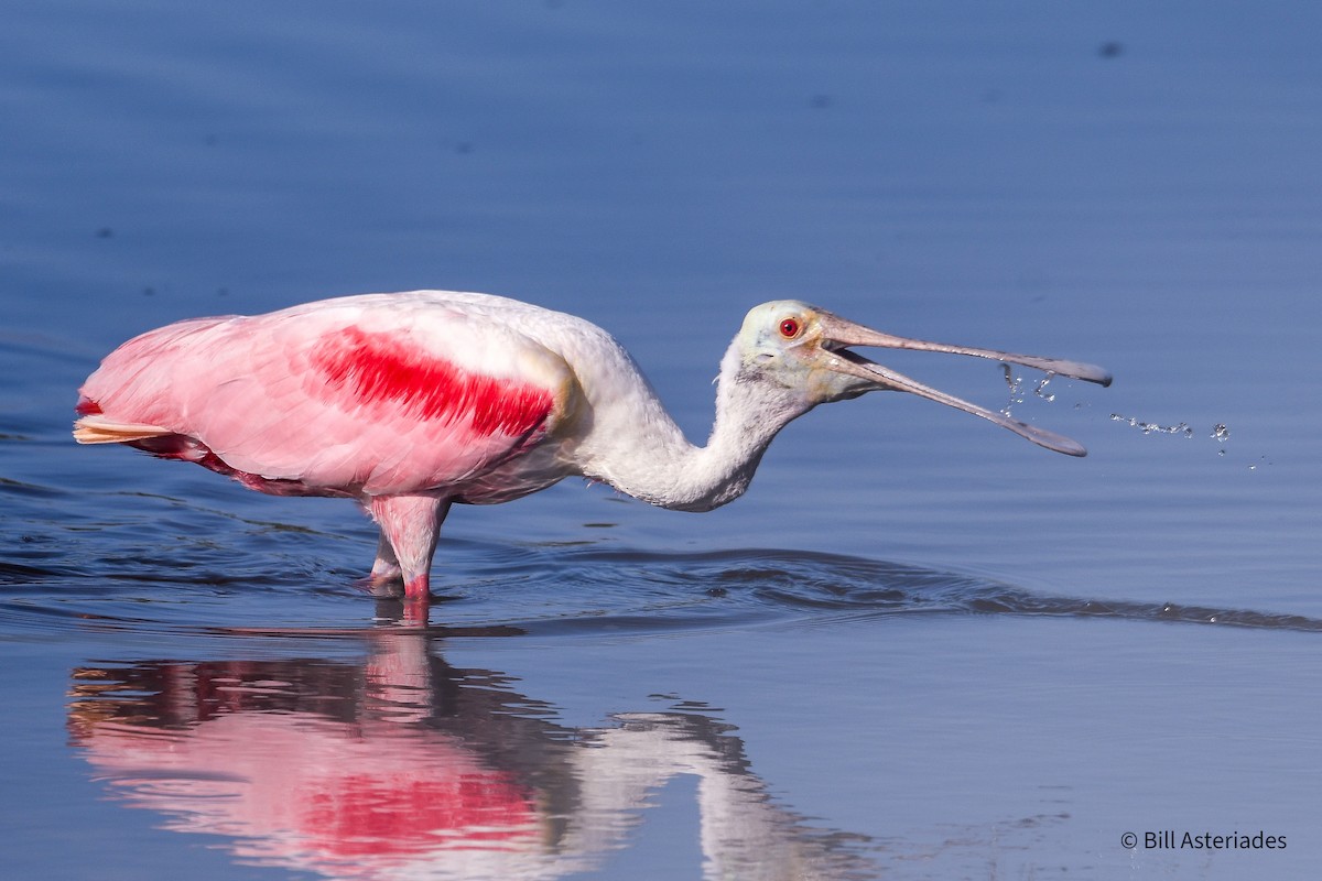 Roseate Spoonbill - ML634057235