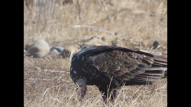 Turkey Vulture (Tropical) - ML634057258