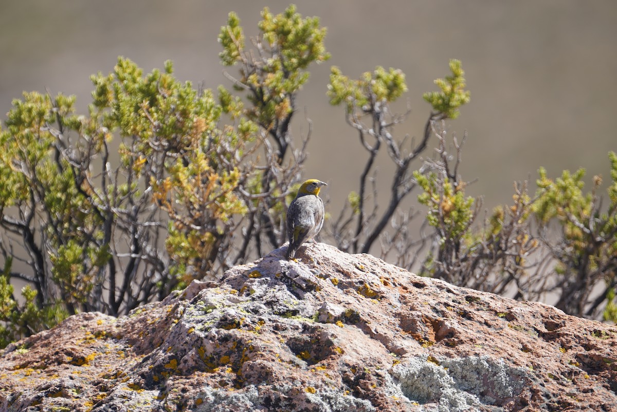 Bright-rumped Yellow-Finch - ML634057383