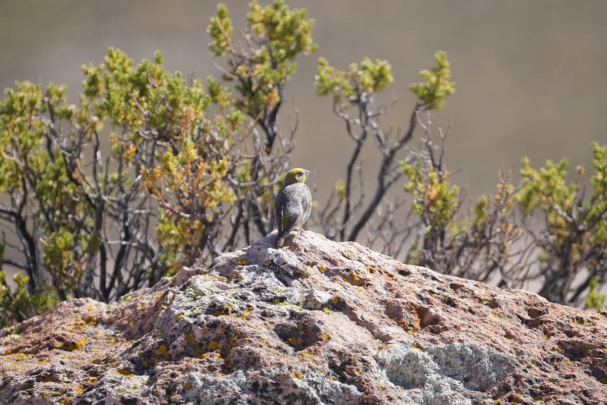 Bright-rumped Yellow-Finch - ML634057386