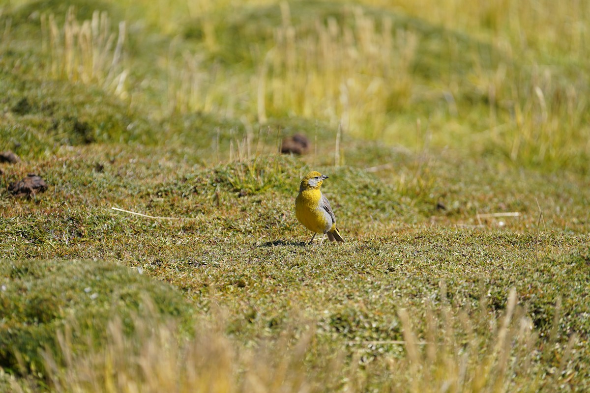 Bright-rumped Yellow-Finch - ML634057387