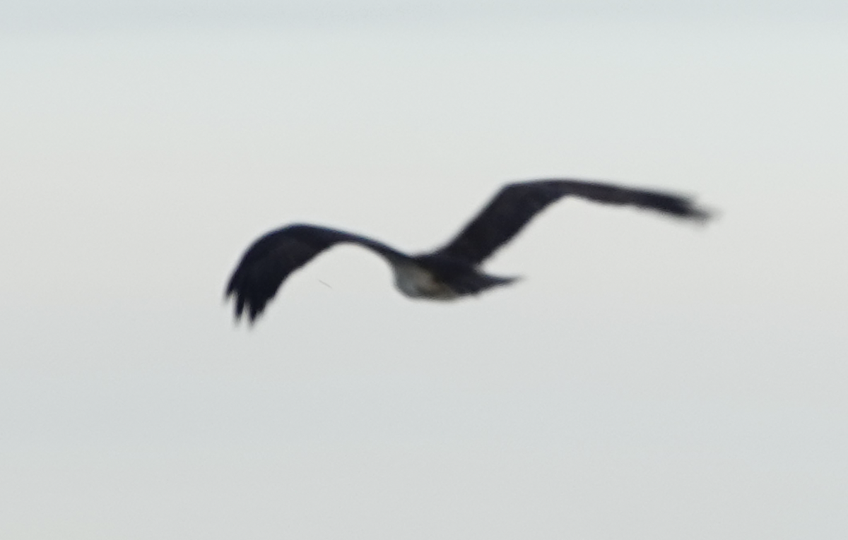 fiskeørn - ML634057628
