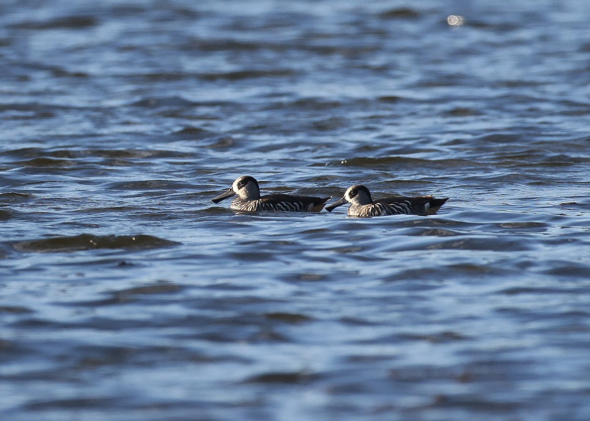 Pink-eared Duck - ML634057682