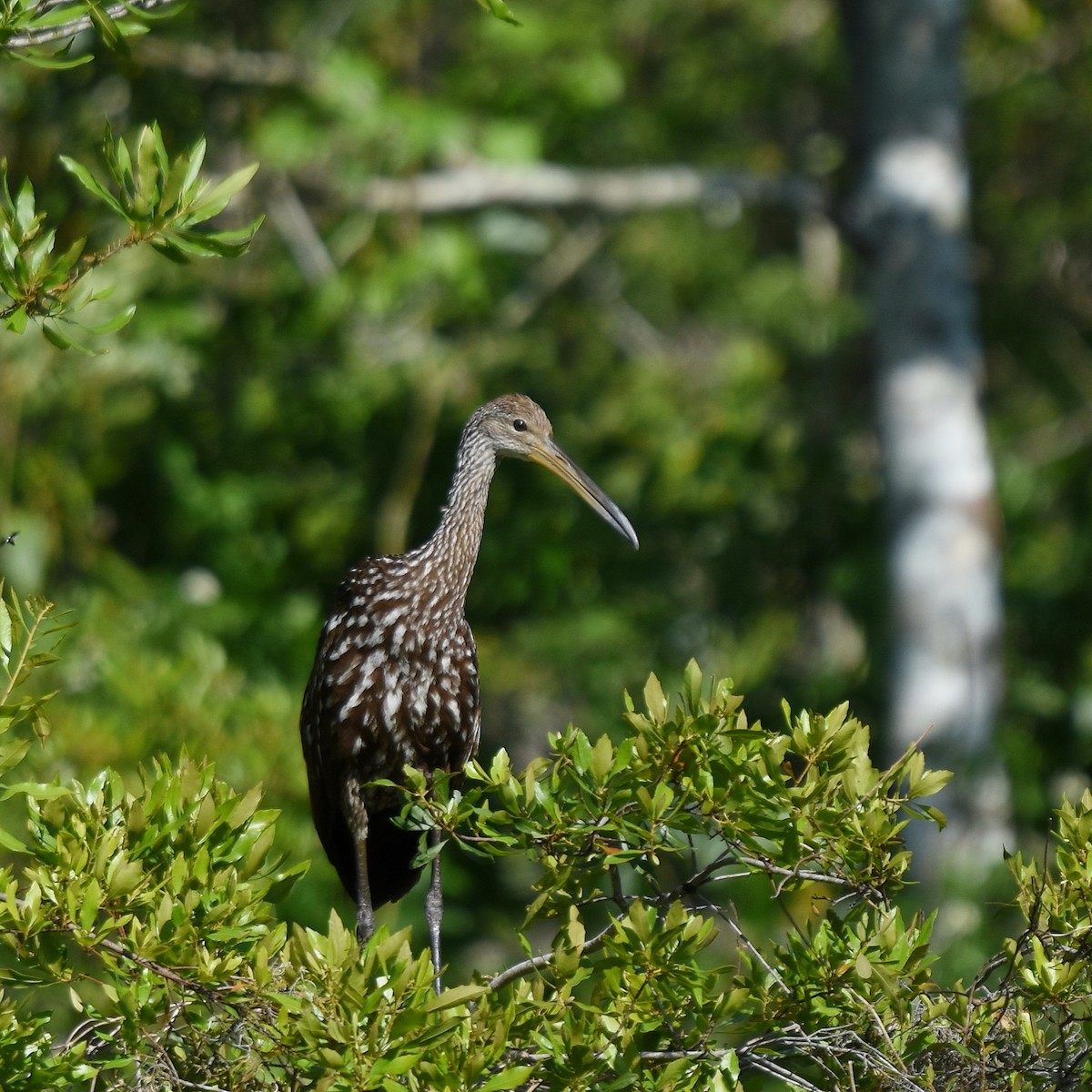 Limpkin - ML634057763