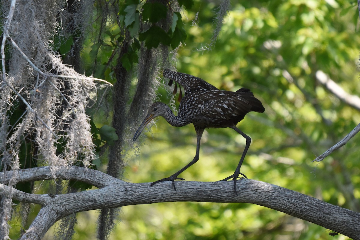 Limpkin - ML634057780