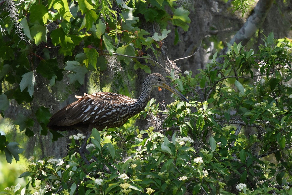 Limpkin - ML634057781
