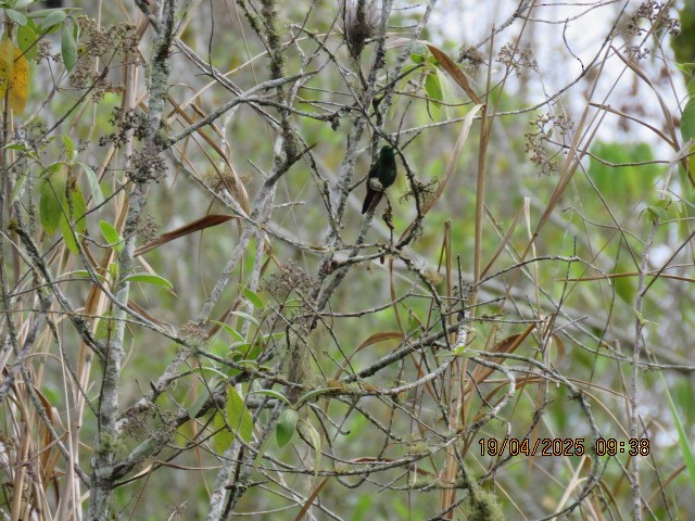 Violet-chested Hummingbird - ML634057835
