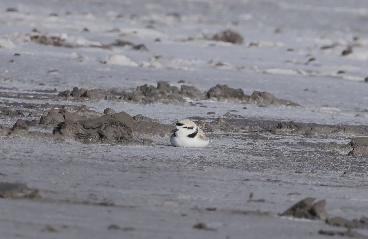 Snowy Plover - ML634057924