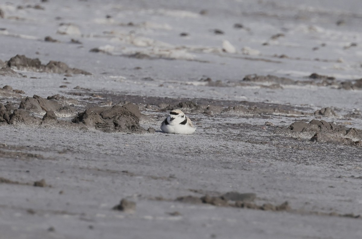 Snowy Plover - ML634057925