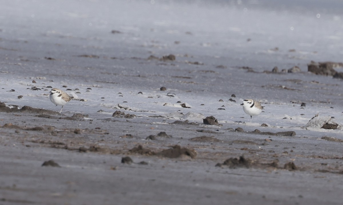Snowy Plover - ML634057933