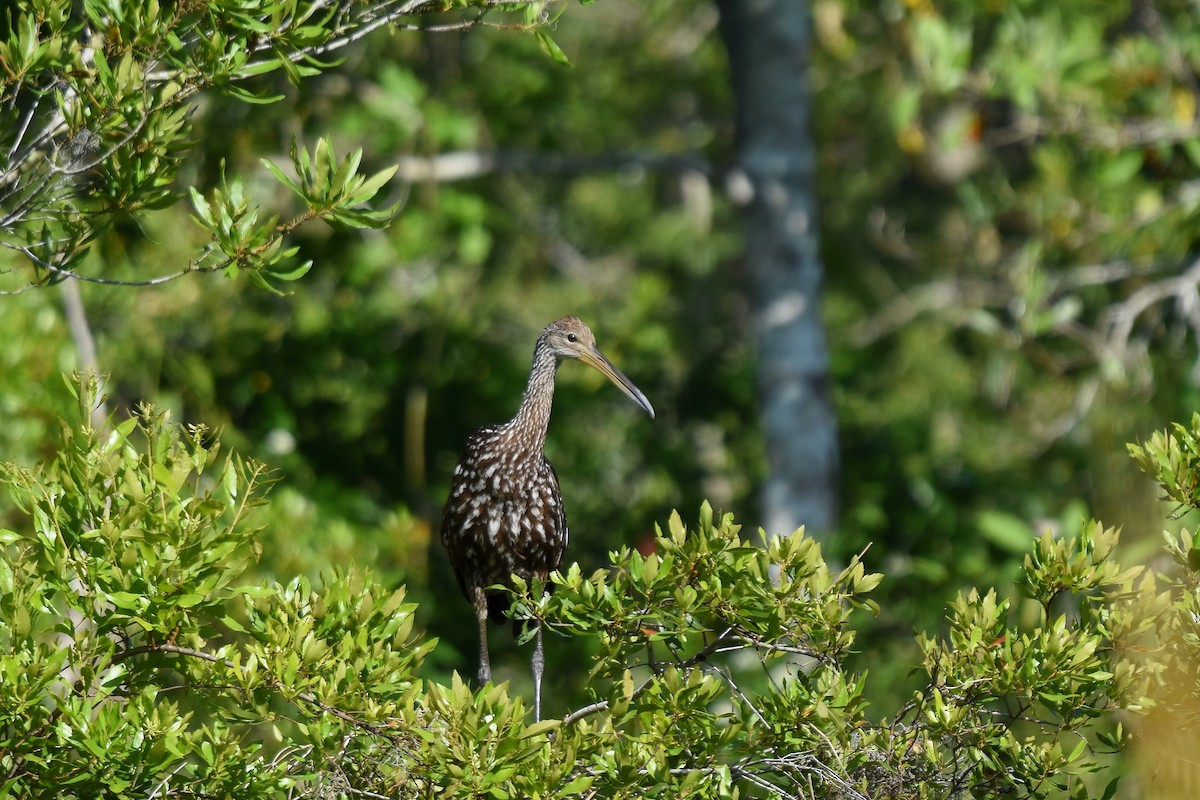 Limpkin - ML634058076