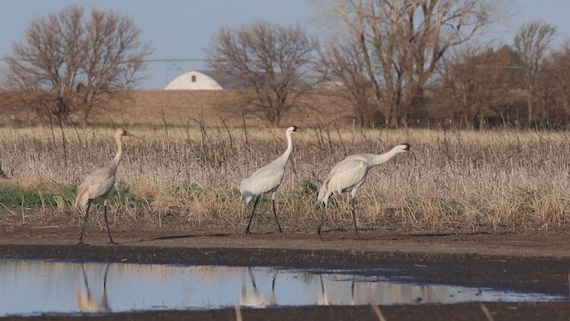 Whooping Crane - ML634058085