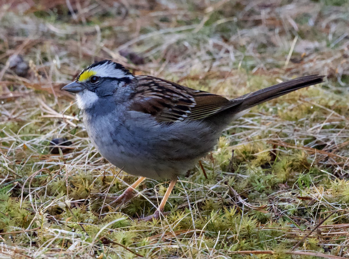 Bruant à gorge blanche - ML634058139