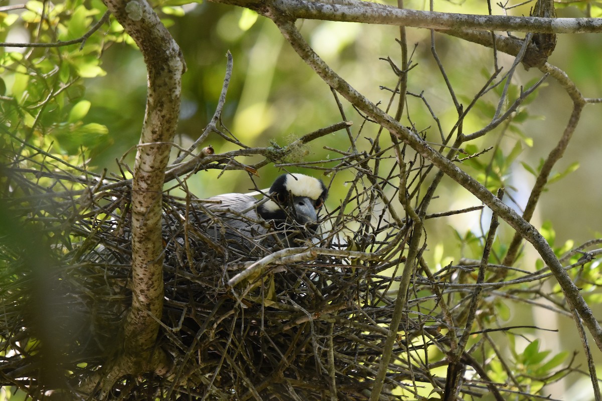 Yellow-crowned Night Heron - ML634058146