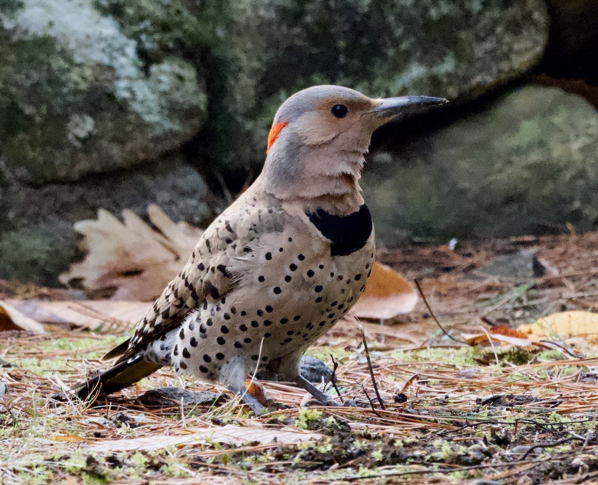 Pic flamboyant - ML634058152