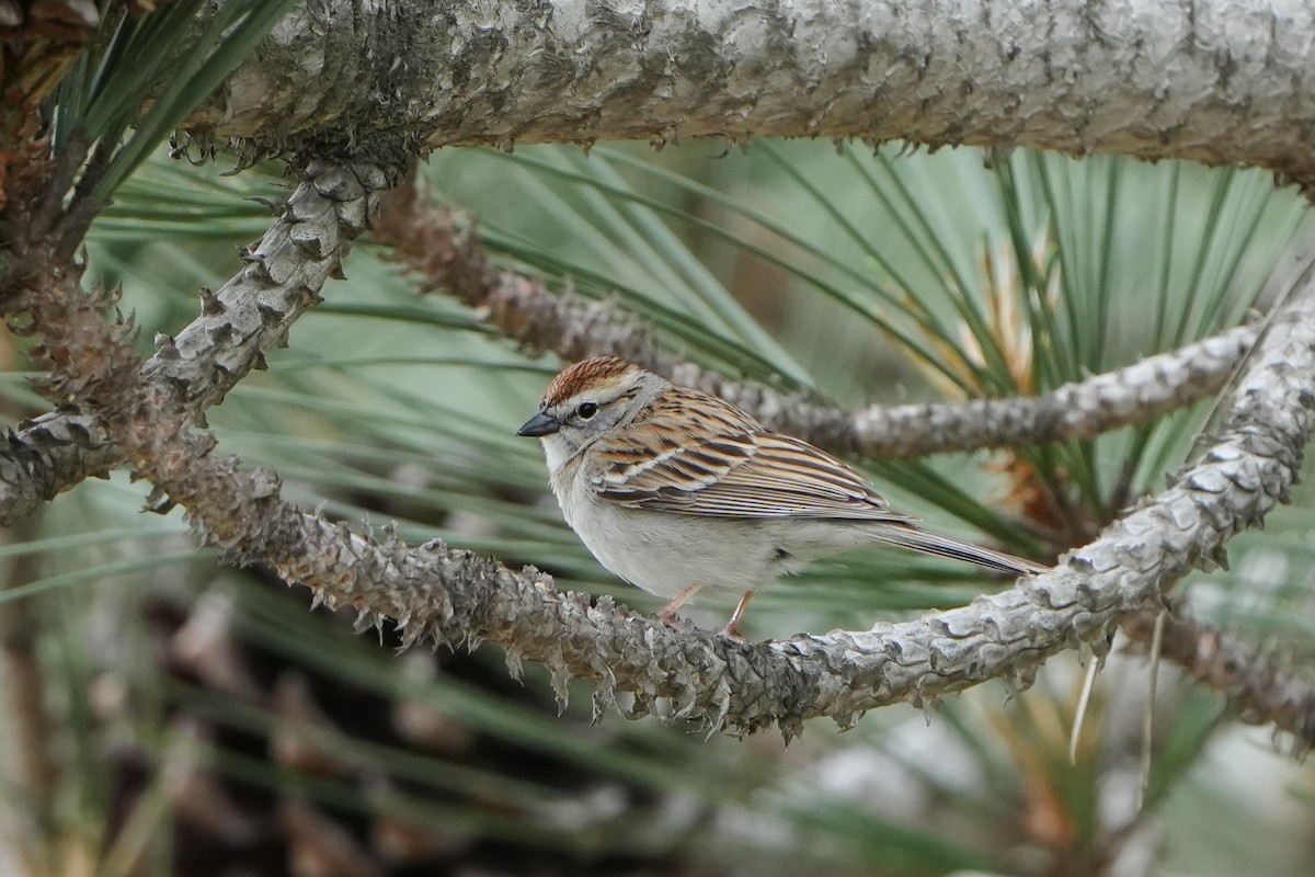 Chipping Sparrow - ML634058183