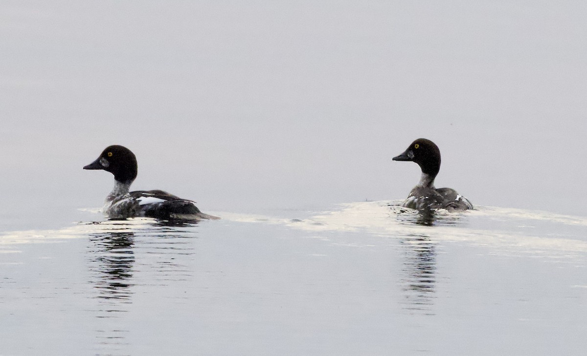 Garrot à oeil d'or - ML634058201