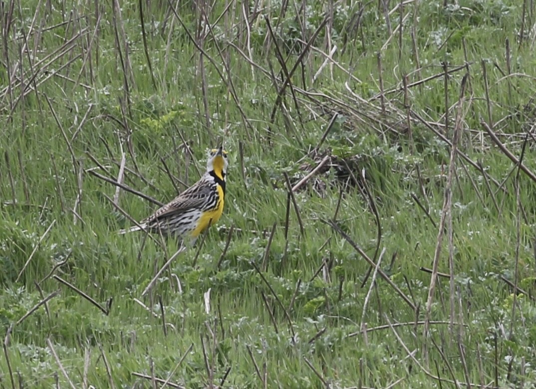 Eastern Meadowlark - ML634058218